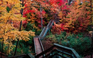walkway in the woods