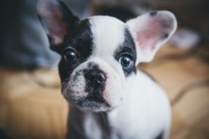 Dewy-eyed puppy