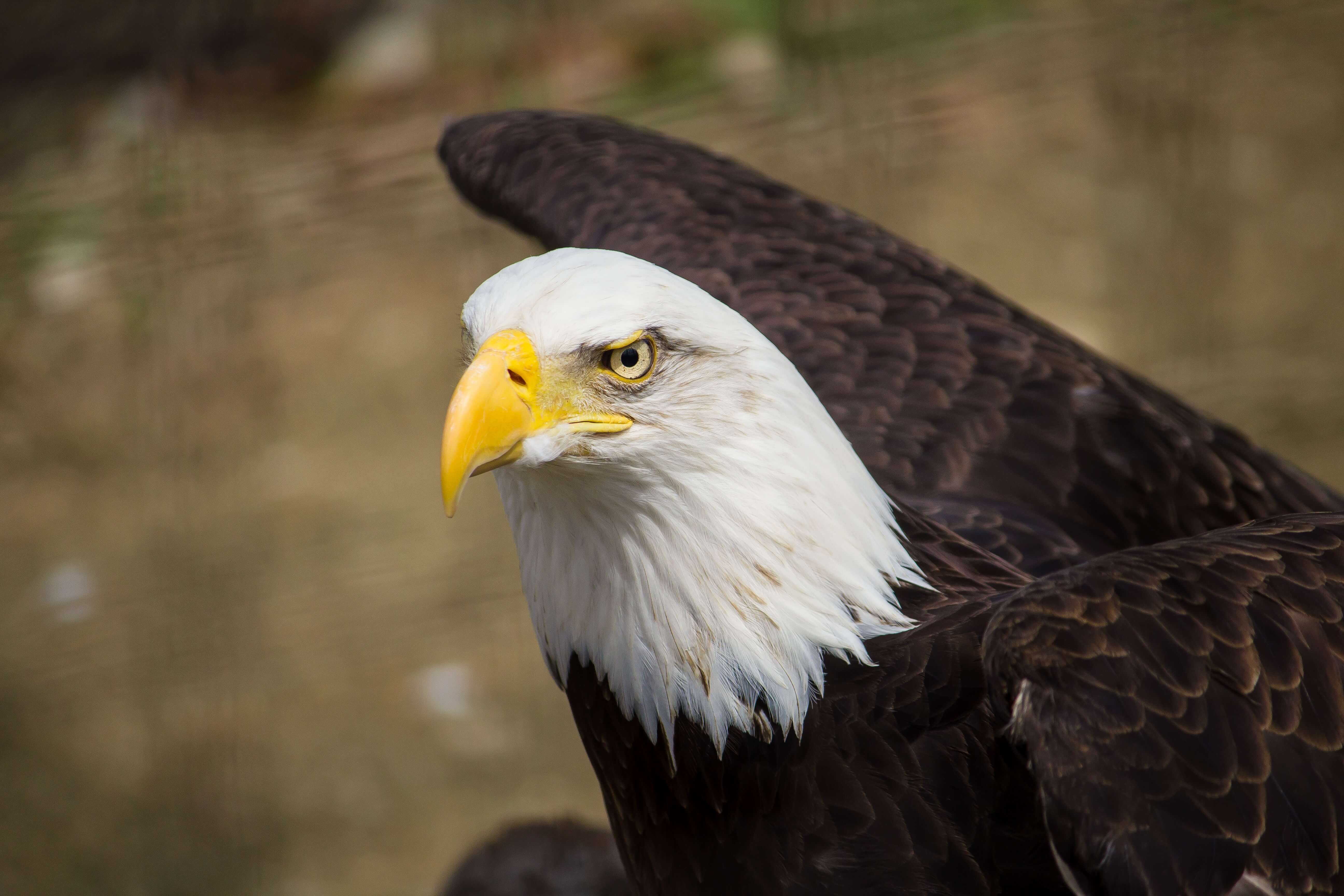 Close up of bald eagle. Liberal Patriot.