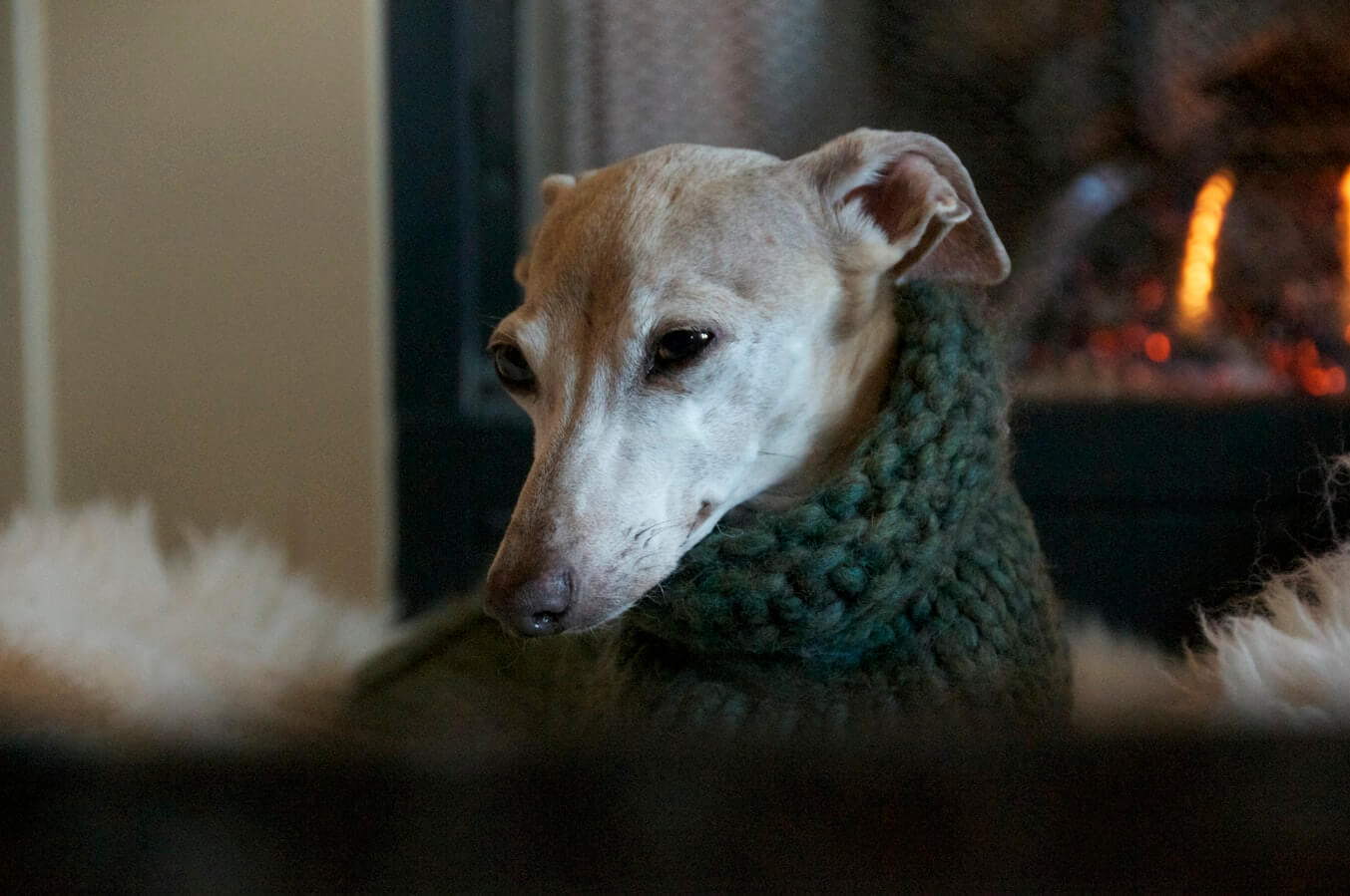 A dog wearing a yarn sweater.