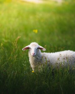 A shaggy white sheep in a bright green grassy meadow. How to find cruelty-free brands of yarn, produced without mulesing.