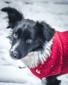 A black dog with by ears wearing a red sweater in the snow.