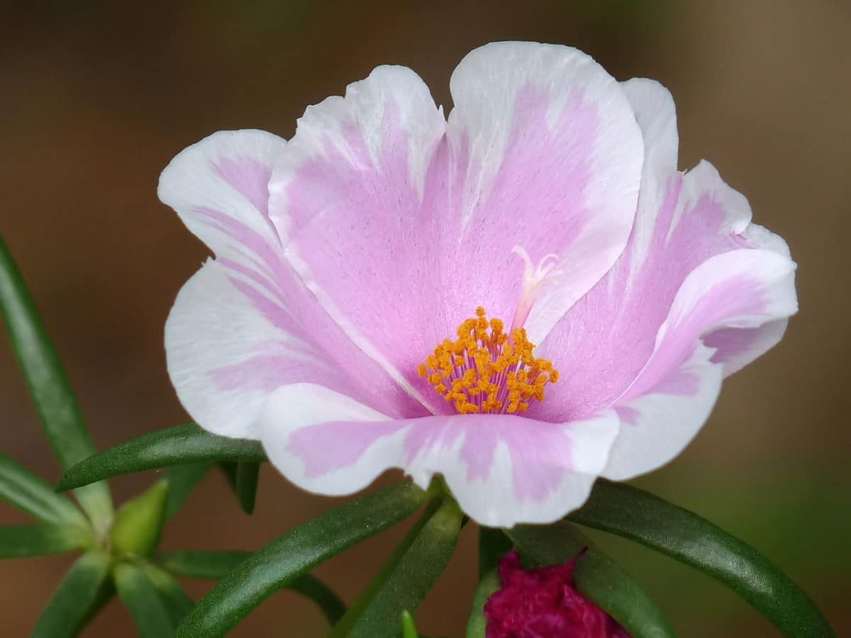 Read more about the article At the Intersection of Gardening and Technology