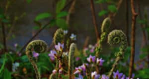 Read more about the article Eye-Opening Ways Nature’s Sounds, Smells, and Sights Can Heal You