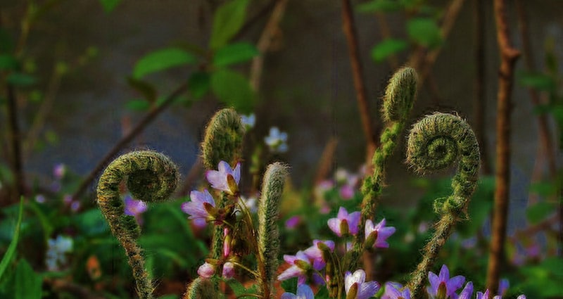 Read more about the article Eye-Opening Ways Nature’s Sounds, Smells, and Sights Can Heal You