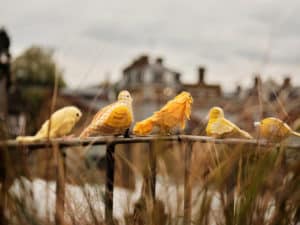 Read more about the article A Beautiful Canary Signals That Climate Is a Monumental Issue