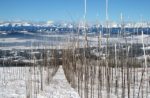 winter scene