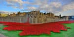 At the Intersection of Art and Remembrance: The Tower of London Poppies