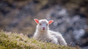 Read more about the article How to Choose Cruelty-Free Yarn