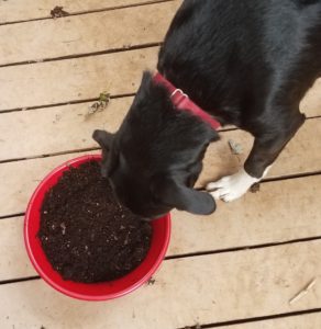 My back dog Ben sniffing ared bowl from vermicomposting