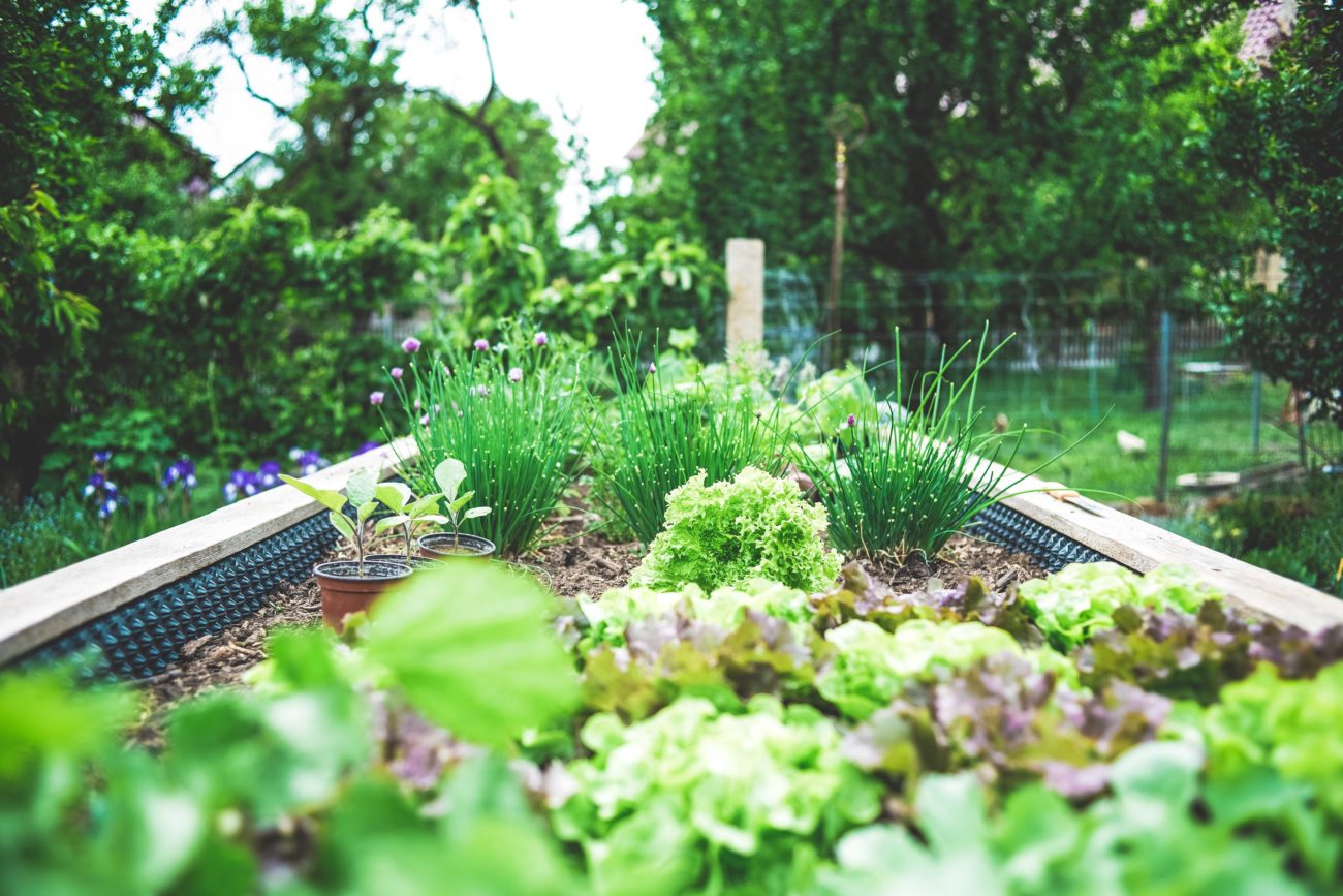 Read more about the article Worms in Your House? How To Embrace Vermicomposting and Receive Glorious Fertilizer in Return