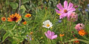wildflowers in a rain garden