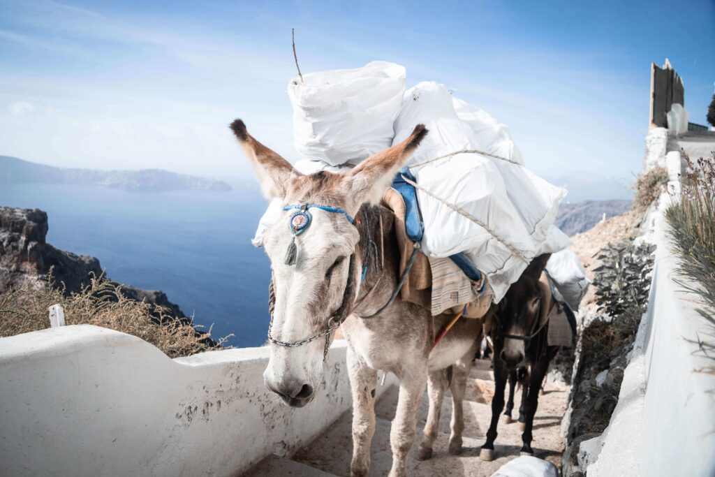 A donkey in Santorini, Greece carry a huge pack and toiling up a hill. Stop animal exploitation now.
