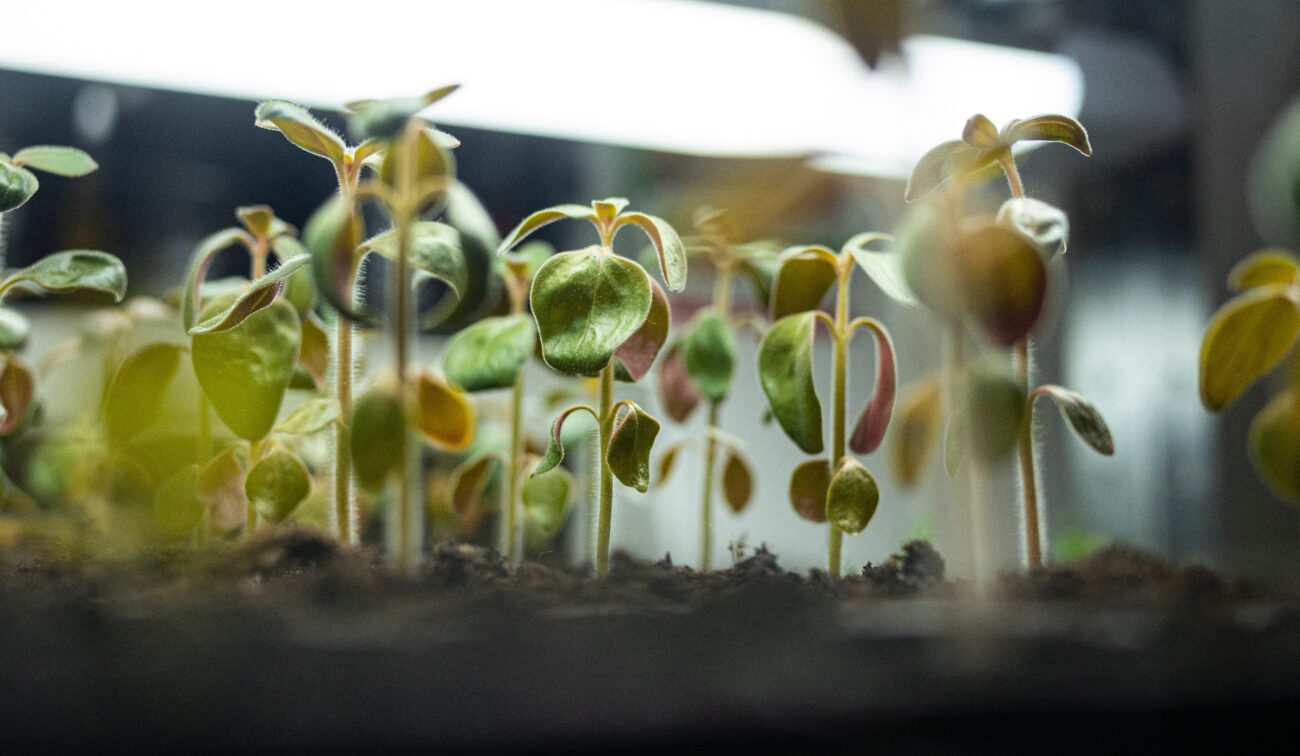 Read more about the article Seeds of Hope: How You Can Battle Climate Change With Gardening