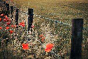 Red poppies in front of the barbed wire fence. Remembrance Day.