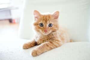 Orange kitten with big blue eyes sitting on a white chair.