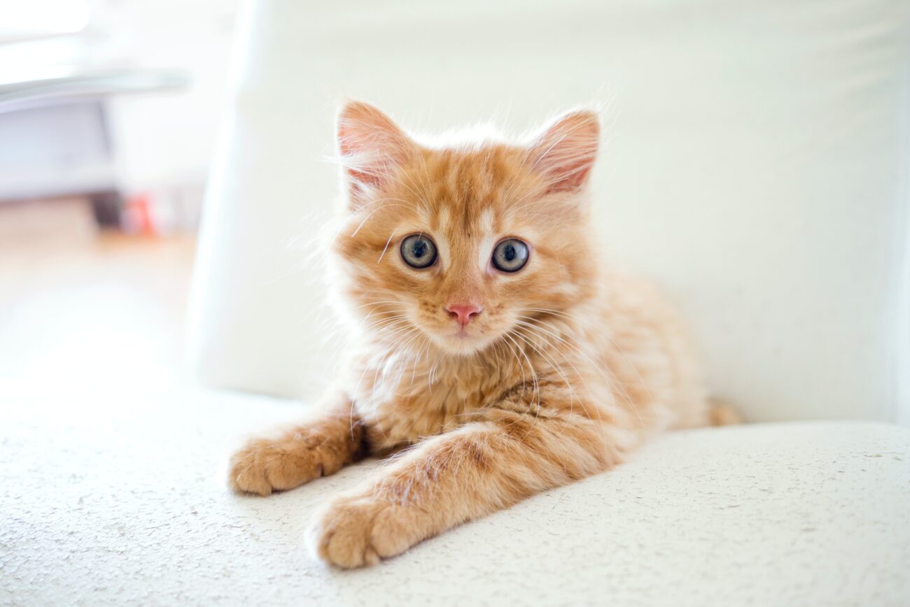 Orange kitten with big blue eyes sitting on a white chair.
