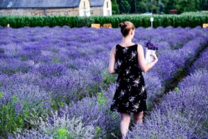 Woman in a black dress walking along a row in a field of lavender.