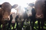 New Vegan Activism Opportunities: Show Your Compassion for Animals