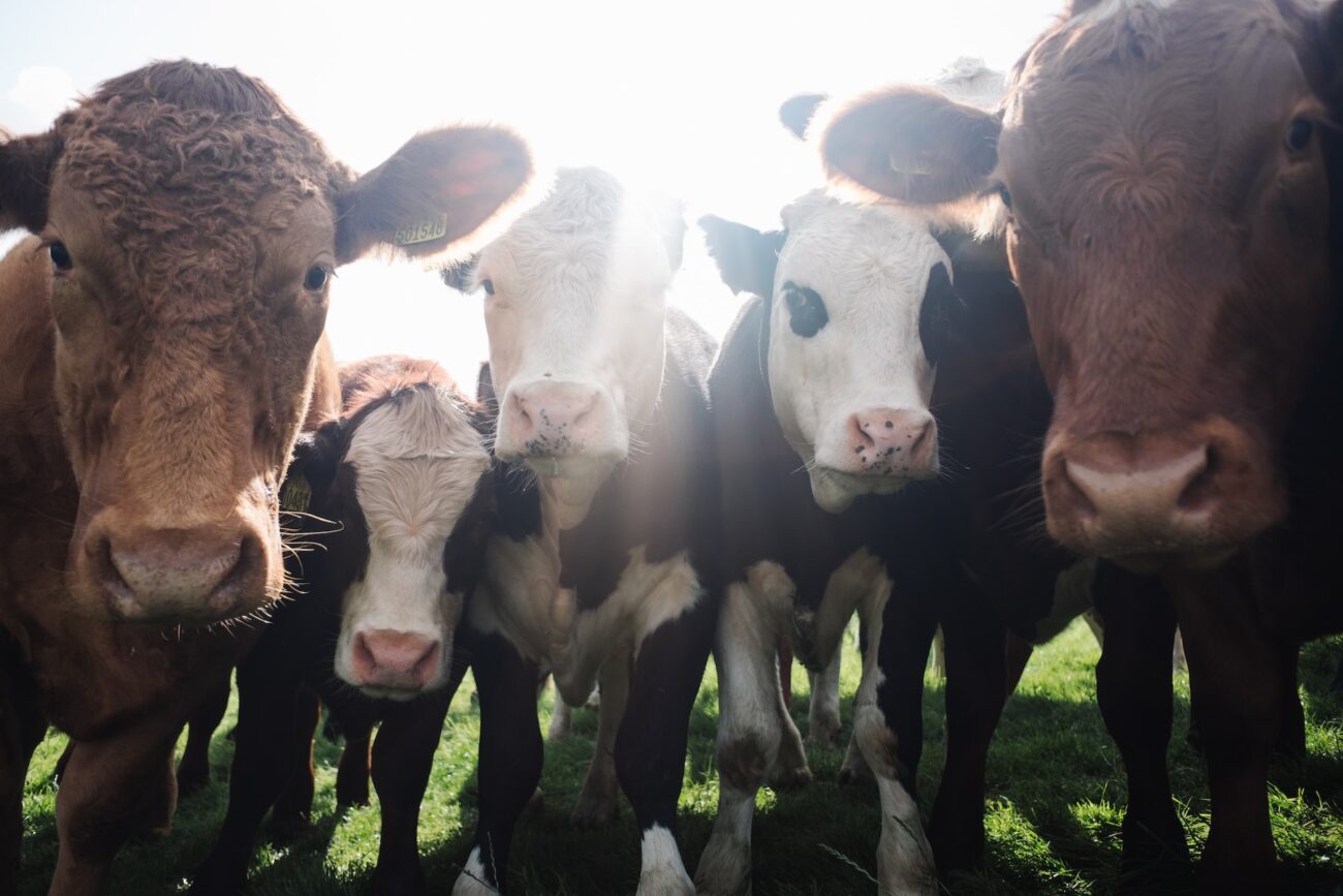 Read more about the article New Vegan Activism Opportunities: Show Your Compassion for Animals