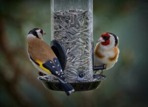 Two colorful birds at a sunflower seed bird feeder. Renkl The Comfort of Crows