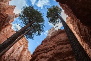Two tress strive upward between the red rocks of Bryce Canyon. Angst Hopeless
