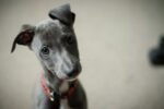 Activists for Animals Rights Fight Abuse With Animal Welfare Laws and Compassion