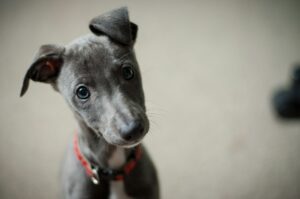Read more about the article Activists for Animals Rights Fight Abuse With Animal Welfare Laws and Compassion