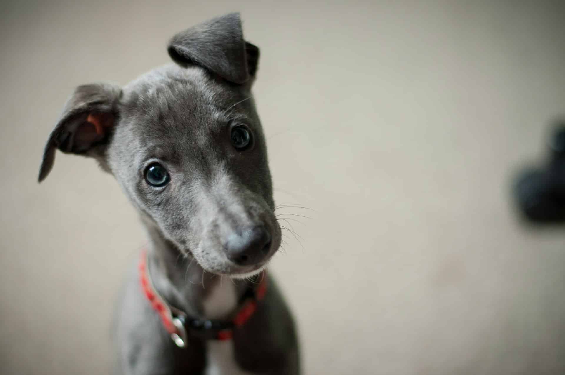 Read more about the article Activists for Animals Rights Fight Abuse With Animal Welfare Laws and Compassion
