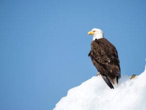 A bald eagle sits on ice. Activists for animal rights.