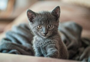 Gray kitten with gold eyes. Animal welfare laws. Activists for animal rights.
