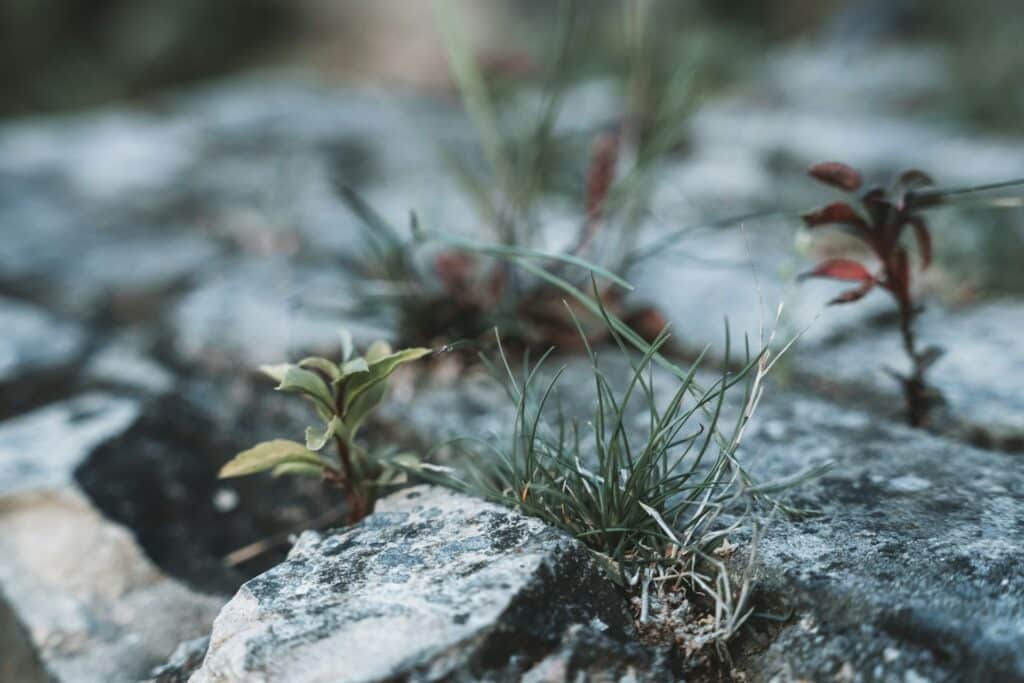 Scraggly plants among rocks to represent the meaning of resilience.