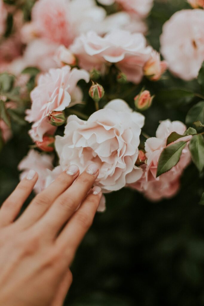 Hand touching a light pink rose. Using sensory connection to visualize.