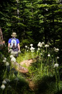 A person walks a path toward a forest. The path is lines with tall white flowers. Visualize your activism path.